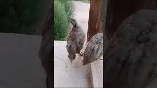 кабк чучай рашт