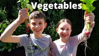 Vegetables for Kids | What are Vegetables?