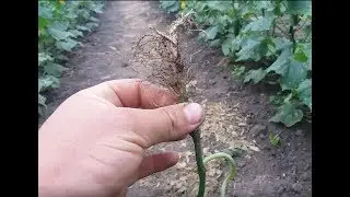 ОГУРЕЦ НЕ РАСТЁТ ПРОБЛЕМА В КОРНЕ ЕГО НЕТ