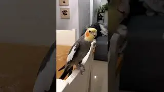 Talented Parrot Sings His Little Heart Out!