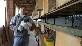 Таджикистан, отправка и отзыв о ферме кроликов 
