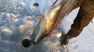 ХАПУГИ СНОВА РАДУЮТ УЛОВОМ!!! ВЫЕХАЛИ ПОСТОЯТЬ НА ХАПУГИ И НЕ ПЛОХО ПОРЫБАЧИЛИ. ЧТО ЖДАЛ ТО ПОЙМАЛ!