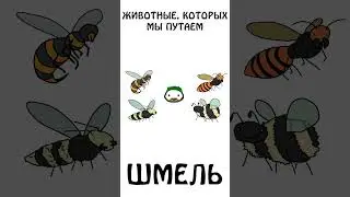 А вы знаете как выглядит шмель?)) 