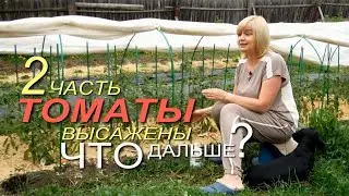 УХОД за ТОМАТАМИ после высадки в ОТКРЫТЫЙ ГРУНТ! Советы от ЗЕЛЕНОГО ОГОРОДА!