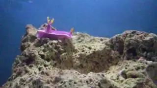 Rare/Tropical fish aquarium, etc
