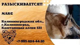 Пропала собака! МАКС. Калининградская область, г.Калининград, Каштановая аллея 131.