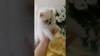 Девочка шпиц.