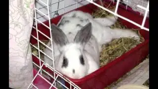 SCTA Presents- How to train rabbits