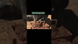 ЭТИ рыбы живут в стенах