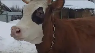 ЖДУ С НЕТЕРПЕНИЕМ...Я В НЕГО ВЛЮБИЛАСЬ РЕКОМЕНДУЮ ВСЕМ😊