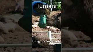 How Tumani Eats Her Food  #wildlife #zoo #animals