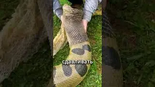 Почему змеи сбрасывают кожу? Причина шокирует! 🐍🦺😱 