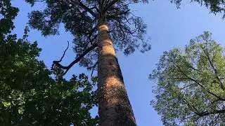 Александрийский парк. К истории создания.