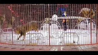 Открытая репетиция в Большом московском цирке. 23.03.2023. Львы.