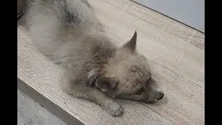 Богатырь-Волченок ищет дом и хозяина.