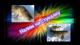 ЛОВЛЯ НАЛИМА НА СТУКАЛКУ!!! 27.03.19г.