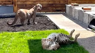 Cheetah Gerda and puma Messi seem to have agreed! A new level of relationship!