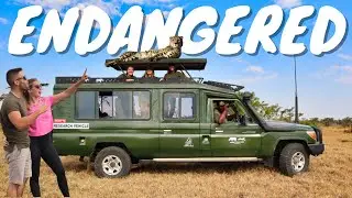 Saving The Fastest Animal On Land 🐆 / Ol Pejeta Conservancy Cheetah Project