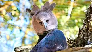 Harpy Eagle 🦅 Massive Kings of the Canopy!