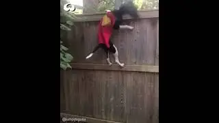 WHAT THIS DOG DOING😱😱