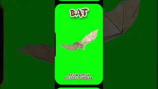 BAT video green screen. FOOTAGE ANIMATION .