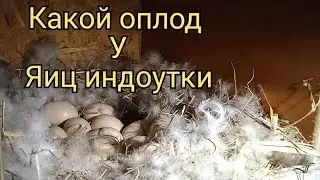 Какой оплод у яиц. Овоскопирование яиц. Отвечаю на вопросы. Мускусные утки