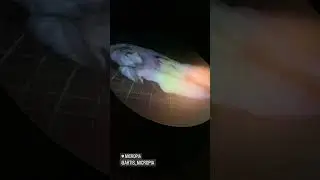 Отношение к телу животных и людей в северной Европе особое 😅
