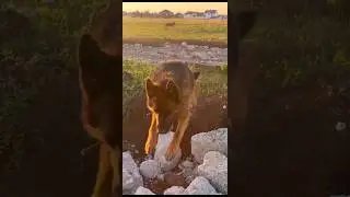 #немецкаяовчарка