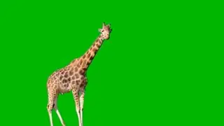 giraffe green screen