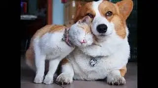 любовь кошек и собак