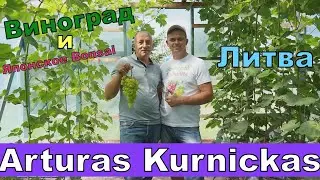 Виноград . Литва. В гостях у Артураса Курницкаса , деревня Кейджай.Часть 1.