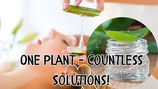Glowing Skin to Soothing Burns: Top Valuable Benefits From Aloe Vera!