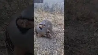 Кабкчуча Кабки мода бо чучахоящ хонагиян.