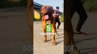 5 фактов о породе — Бордоский дог. 