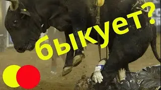 как быкуют в Дагестане