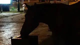 Дикие лошади в центре Пицунды, Абхазия 2017