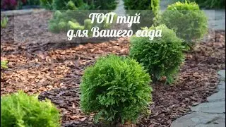Обзор самых популярных сортов туи в саду 