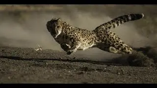 Самые быстрые существа на планете!