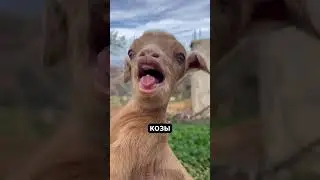 Почему козы прыгают в огонь! 🐐🔥🤯