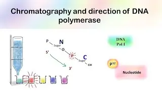 Chromatography and direction of DNA polymerase