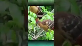 Hoatzin, bird-like Jurassic period