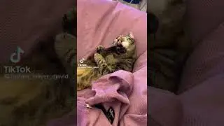 Вези меня домой жена! ржака до усрачки кот лижет ногу😹 