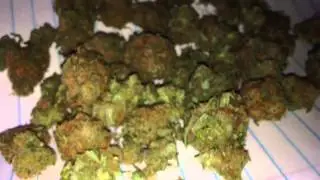 Black Domina Strain