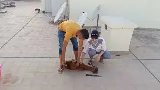 girl slaughtering a sheep