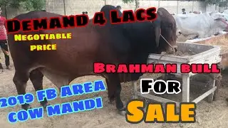 Sohrab goth Mandi 2019 — Patti Kay Janwar || BAKRA EID 2019