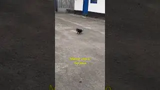 🥹Спасла Песика с Больными Лапками🐕