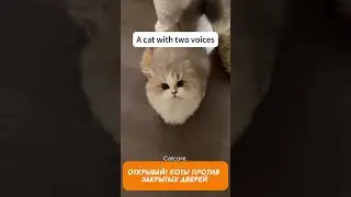 Коты vs Двери: Кто победит? Смешные моменты!