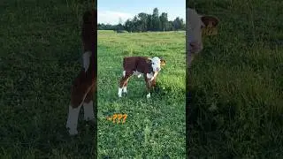 Кокосик растет баловнем! 