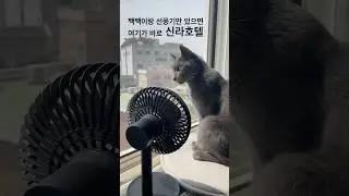 효자 고양이의 여름 나기(100만원 절약)
