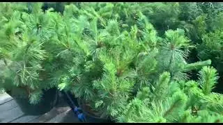 Кедровый стланик в Питомнике Фавн